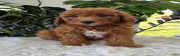 Mini Goldendoodle dogs for sale: Axel - Ad 6