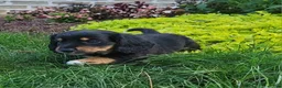 Miniature Dachshund dogs for sale: Venture  - Ad 41