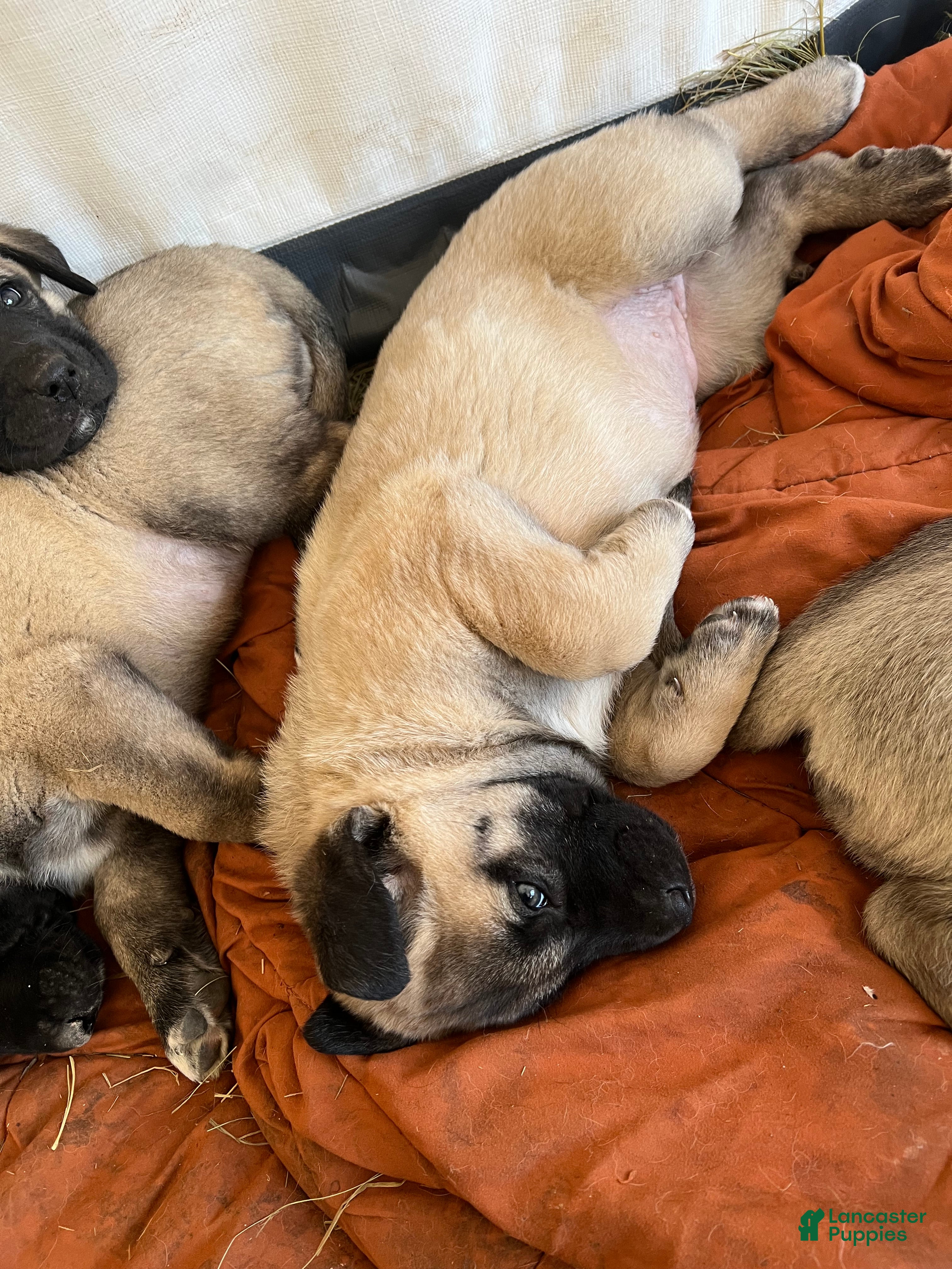 Anatolian Shepherd dogs Anatolian Shepherd Puppy 3 - Ad 1