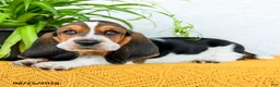 Basset Hound dogs for sale: Darcy - Ad 3