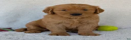 Golden Retriever dogs for sale: Brady - Ad 19