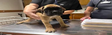 Madison AKC Euro