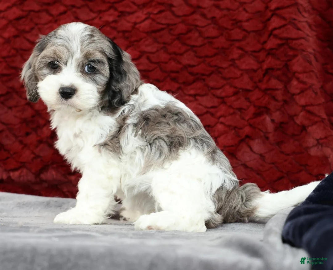 Cavapoo dogs for sale: Sonya - Ad 2