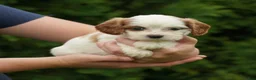 Cavachon dogs for sale: Daisy - Ad 4