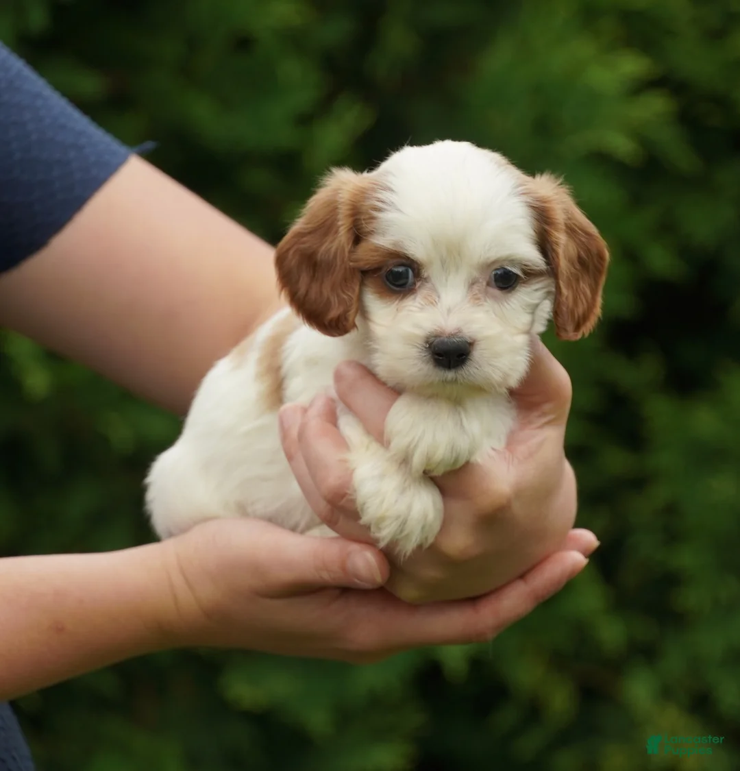 Cavachon dogs for sale: Daisy - Ad 4