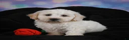 Bichon Frise dogs for sale: Jeff - Ad 5