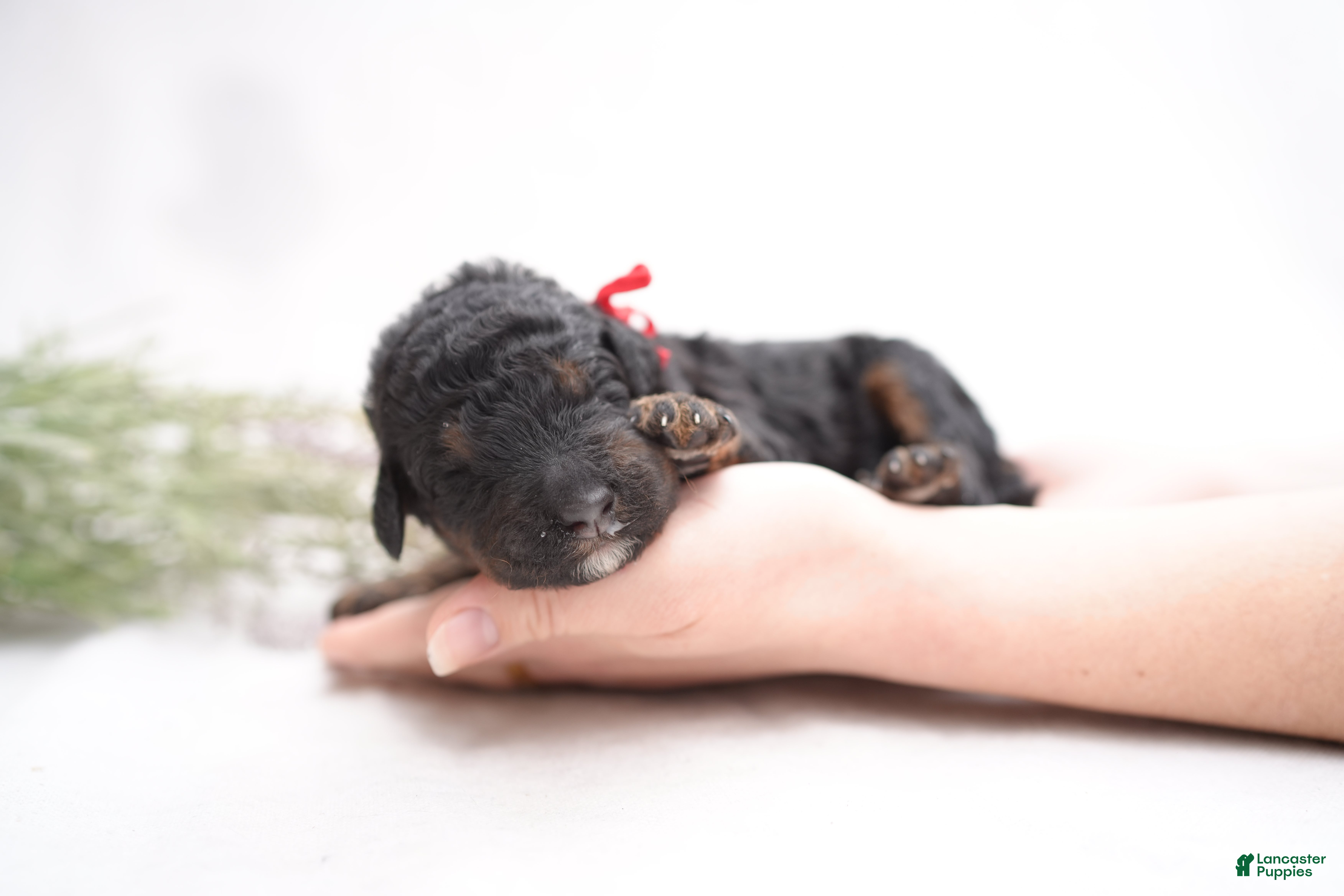 Bernedoodle dogs Red Collar - Ad 3