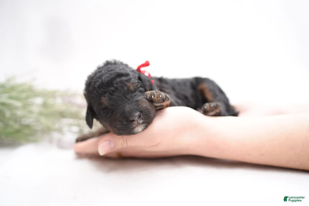 Bernedoodle dogs for sale: Red Collar - Ad 1