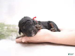 Bernedoodle dogs Red Collar - Ad 3