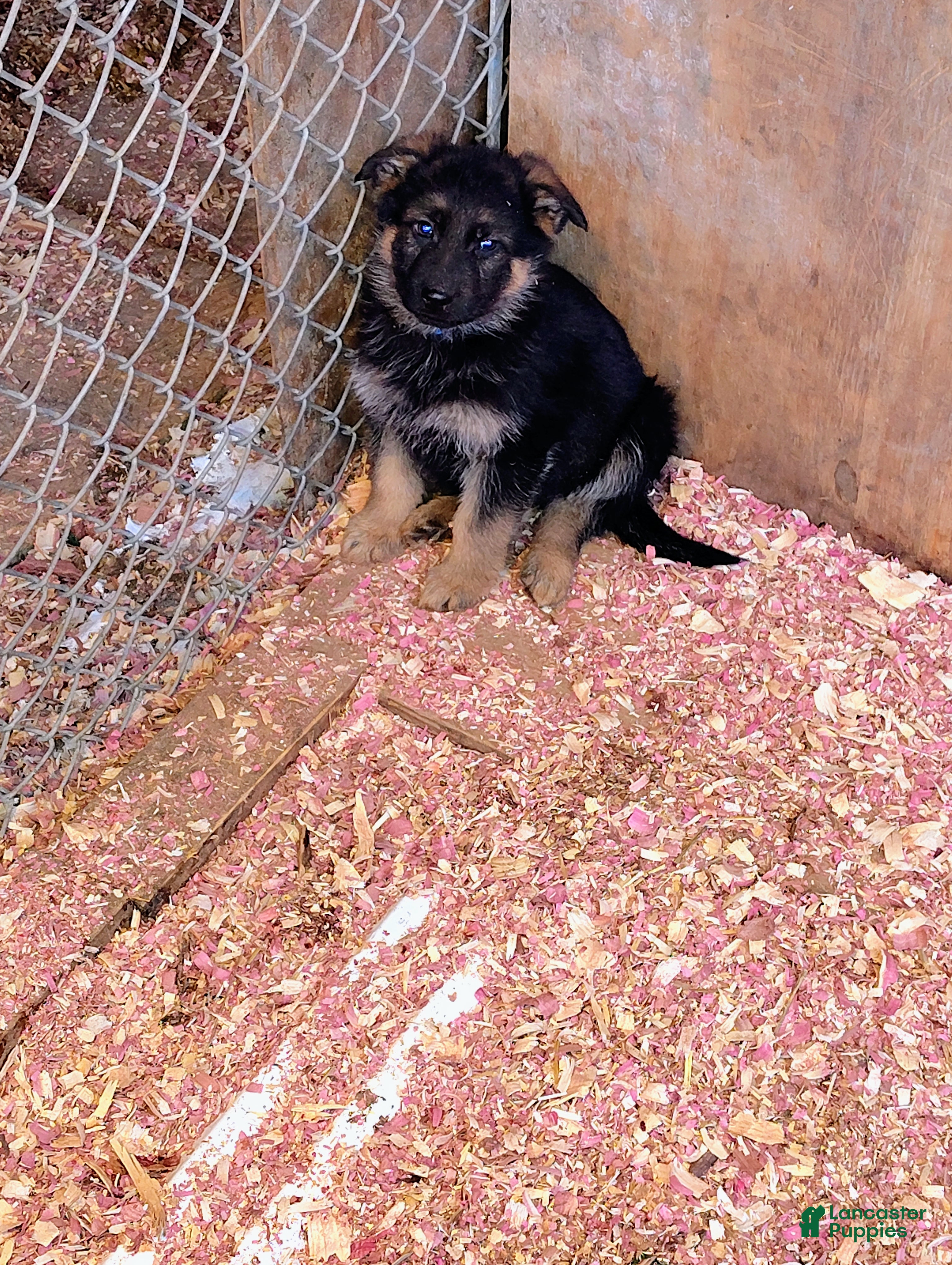 German Shepherd dogs Luke  - Ad 17