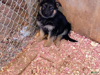 German Shepherd dogs Luke - Ad 17