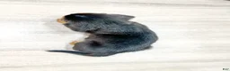 Beaglier dogs for sale: Dove - Ad 4