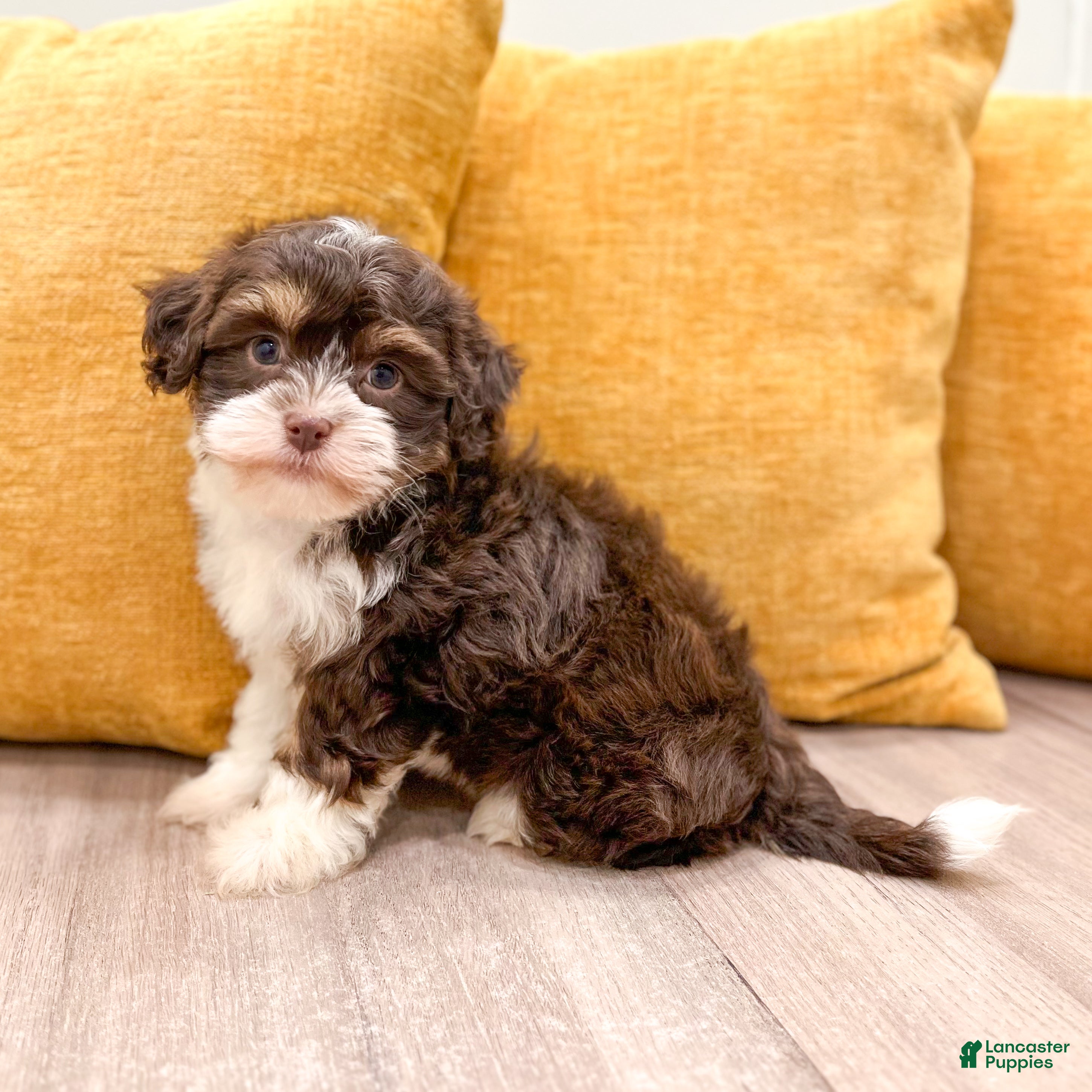 Havanese dogs for sale: Alice - Ad 1