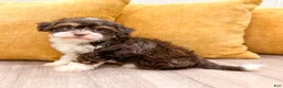 Havanese dogs for sale: Alice - Ad 1