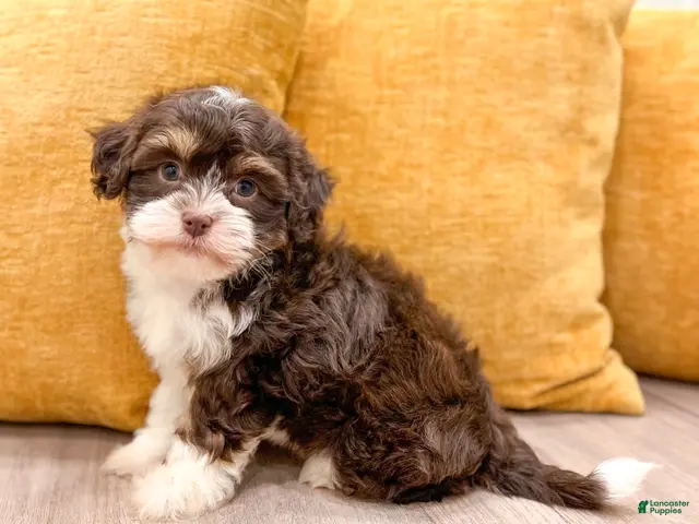 Havanese dogs for sale: Alice - Ad 1