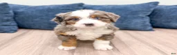 Mini Bernedoodle dogs for sale: Summer - Ad 8