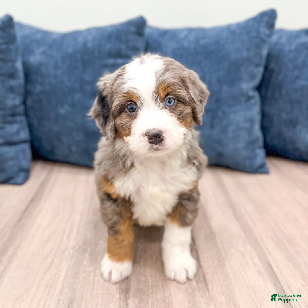 Mini Bernedoodle dogs for sale: Summer - Ad 8