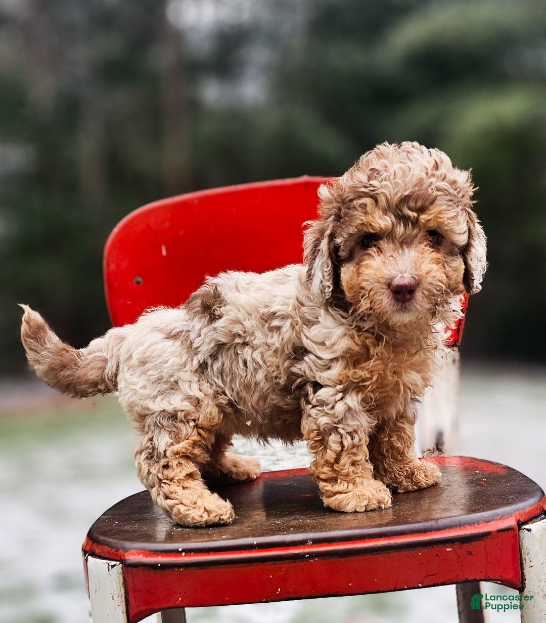 Miniature Poodle dogs for sale: Wilma - Ad 2