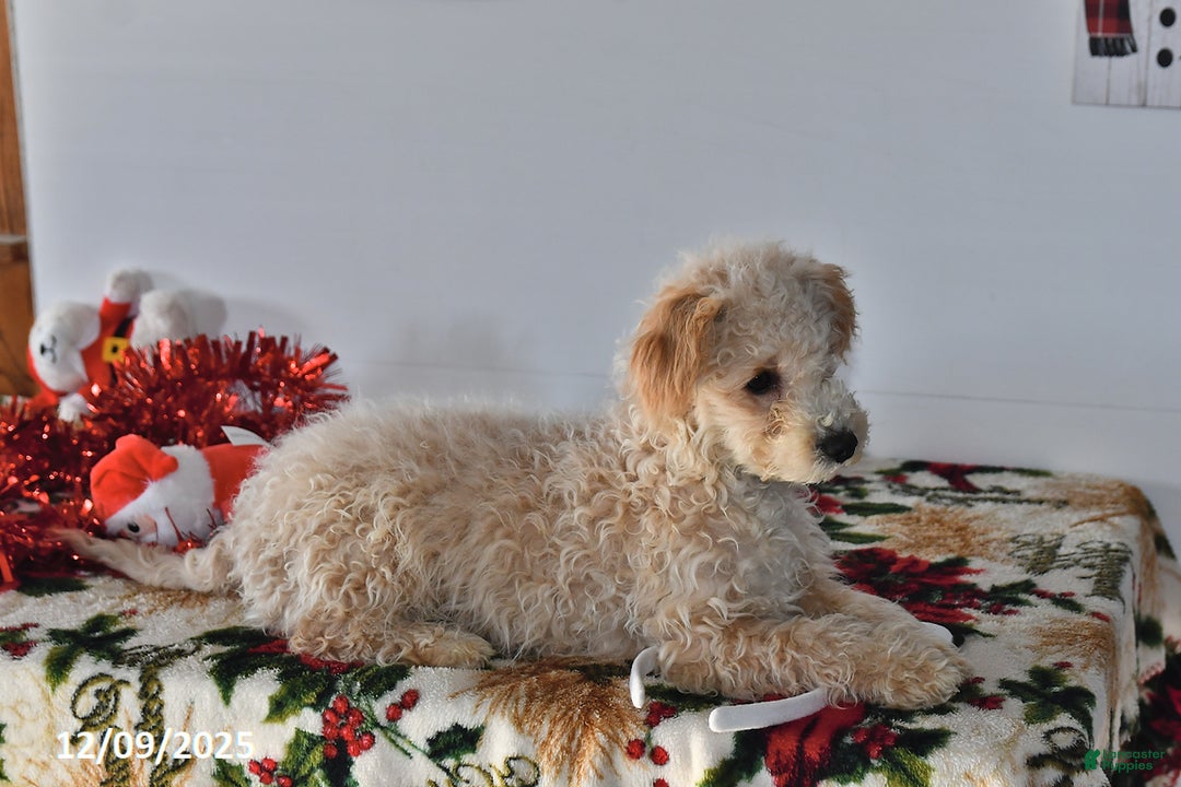 Bichpoo dogs for sale: Cowboy - Ad 4