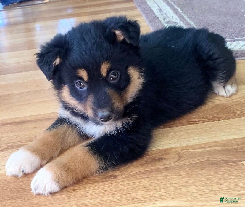 Mixed Breed dogs Missy - Ad 9