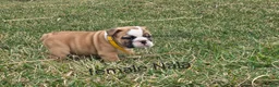 English Bulldog dogs for sale: English Bulldog Puppy 3 - Ad 8