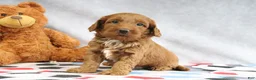Mini Goldendoodle dogs for sale: Creampuff - Ad 3