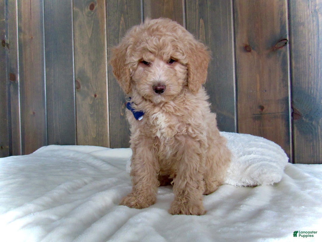 Mini Goldendoodle dogs for sale: Rusty - Ad 14