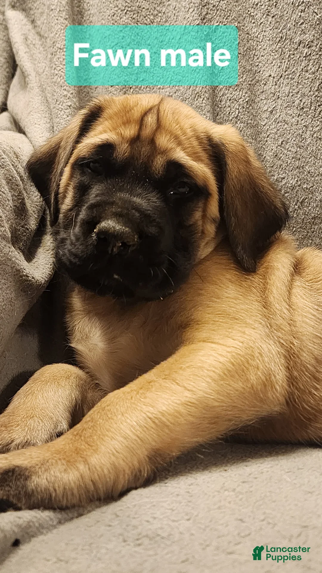 English Mastiff dogs for sale: English Mastiff Puppy 1 - Ad 1