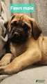 English Mastiff Puppy 1
