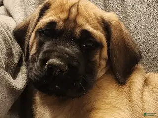 English Mastiff dogs English Mastiff Puppy 1 - Ad 21