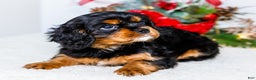 Cavalier King Charles Spaniel dogs for sale: Kringle - Ad 4