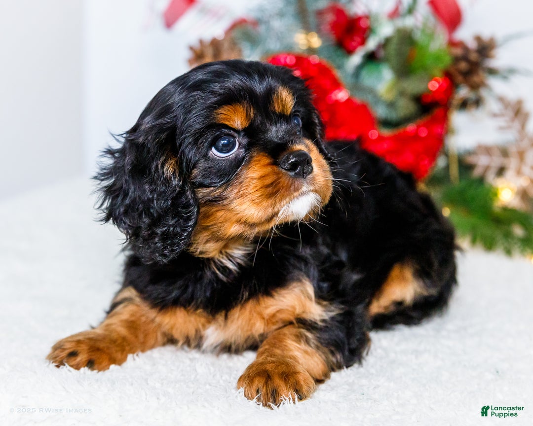 Cavalier King Charles Spaniel dogs for sale: Kringle - Ad 4