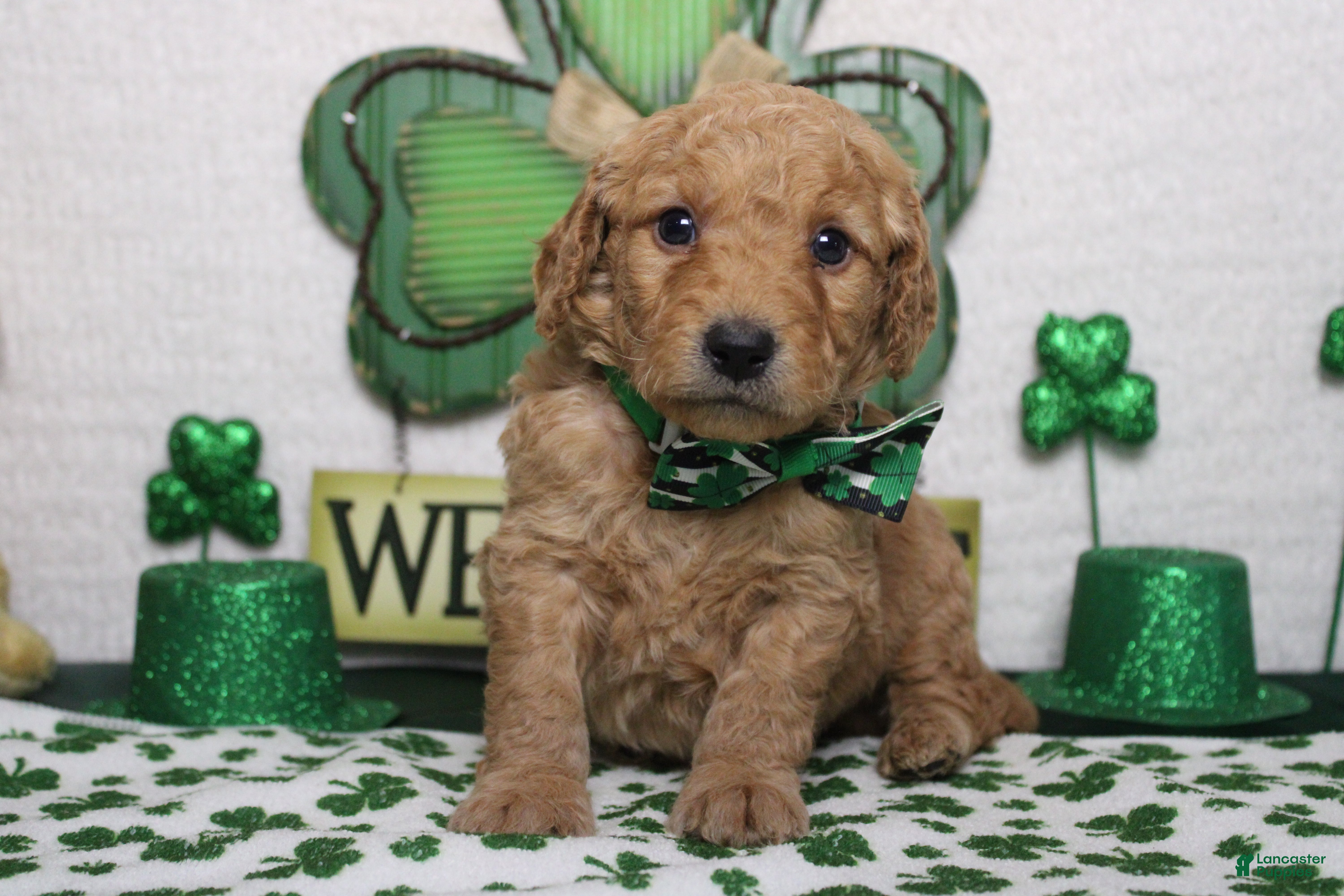 Goldendoodle dogs Dew - Ad 10