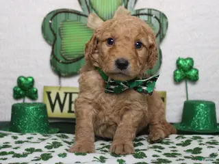 Goldendoodle dogs Dew - Ad 10