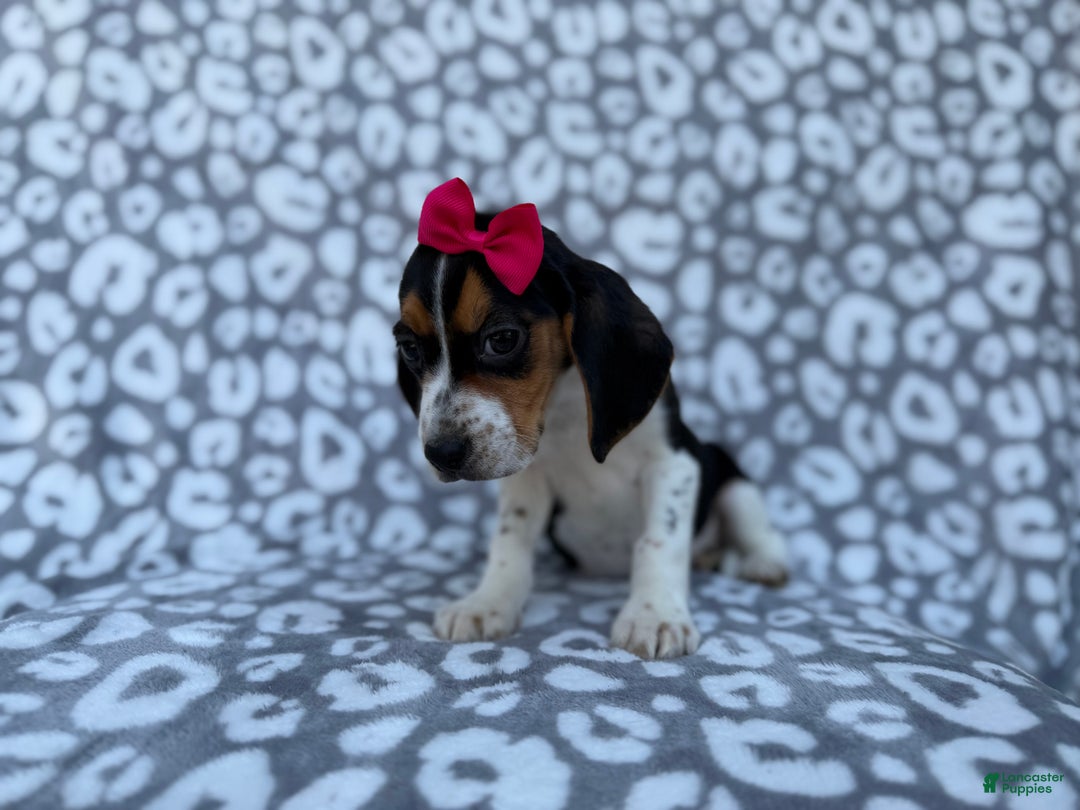 Beagle dogs for sale: Velma - Ad 8