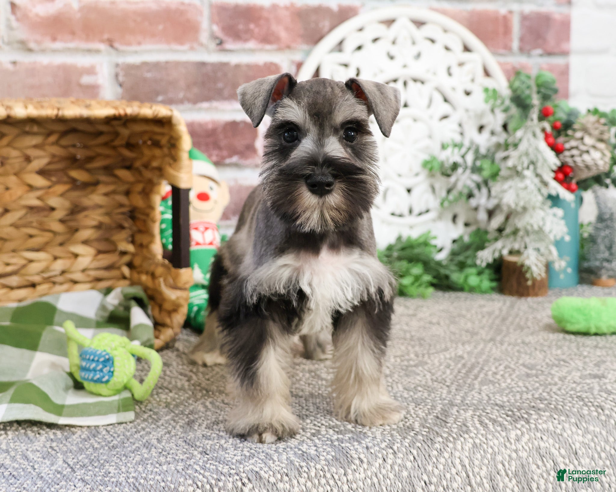 Miniature Schnauzer dogs Gary - Ad 4