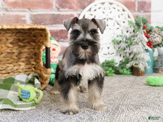 Miniature Schnauzer dogs Gary - Ad 13