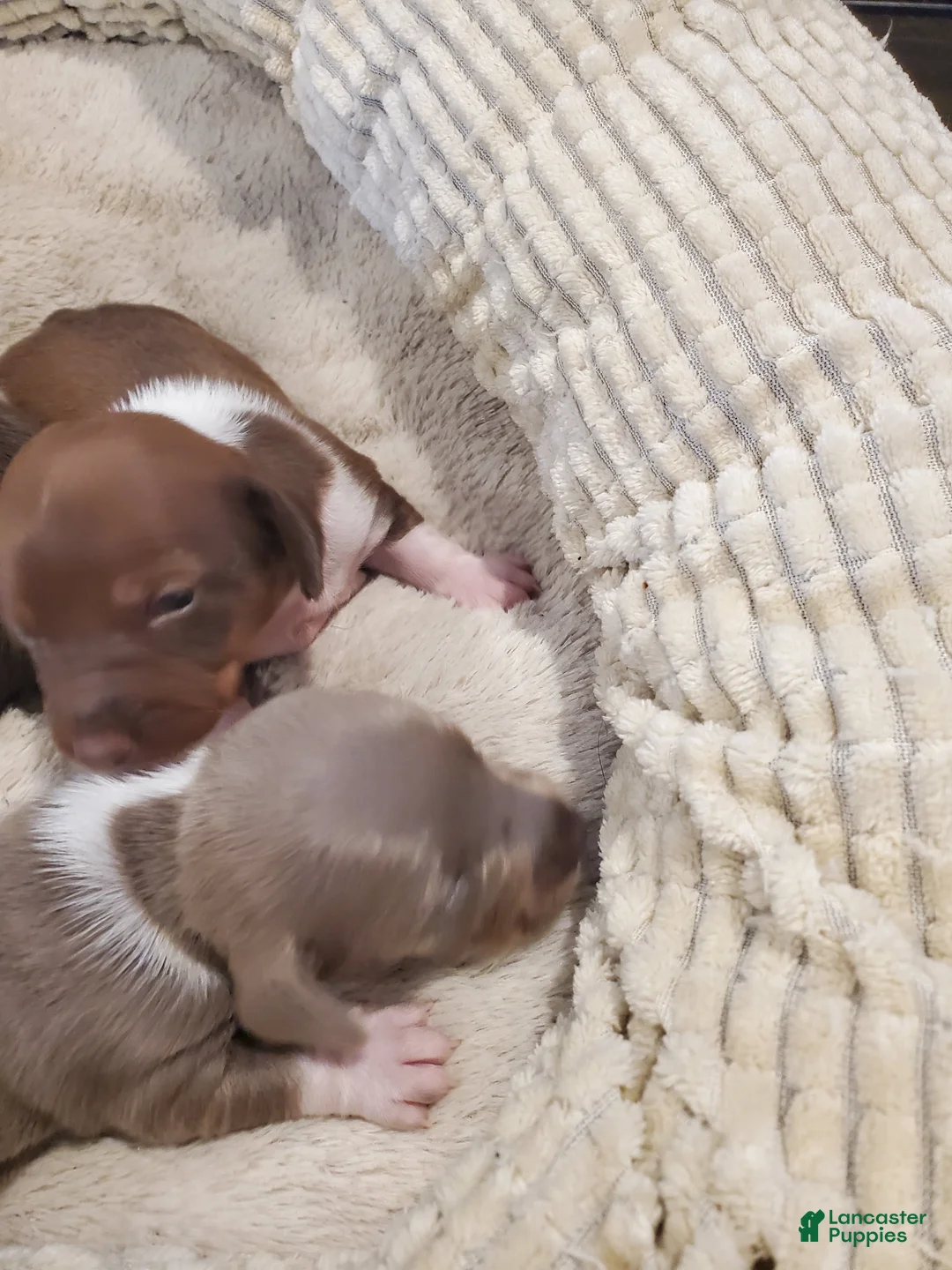 Dachshund dogs for sale: Dachshund Puppy 2 - Ad 3