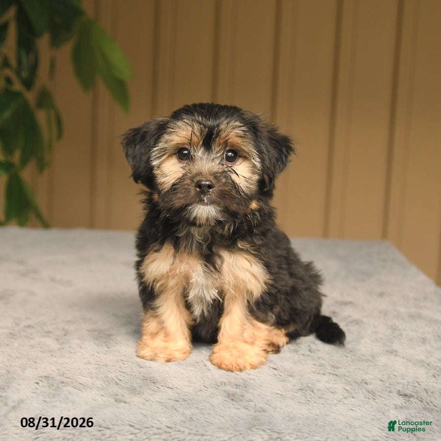 Mixed Breed dogs Gabby - Ad 1