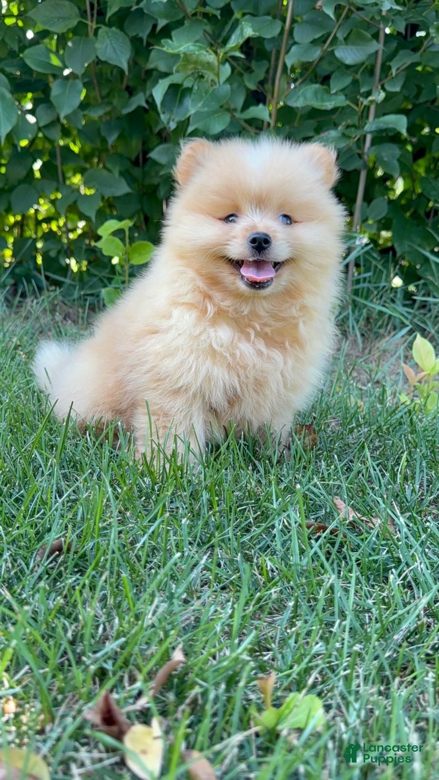Mixed Breed dogs for sale: Charlie - Ad 1