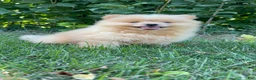 Mixed Breed dogs for sale: Charlie - Ad 1