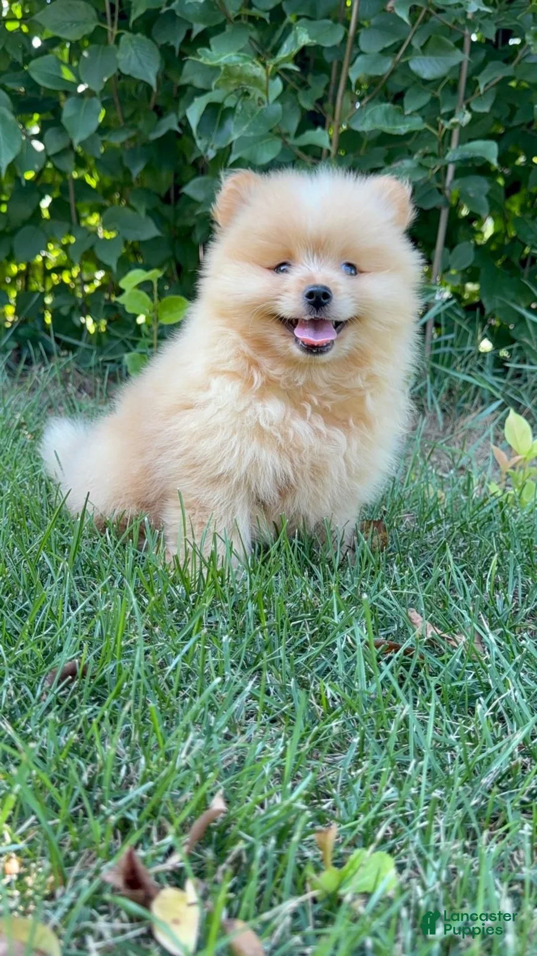 Mixed Breed dogs for sale: Charlie - Ad 1