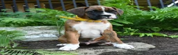 Boxer dogs for sale: Mudge - Ad 2