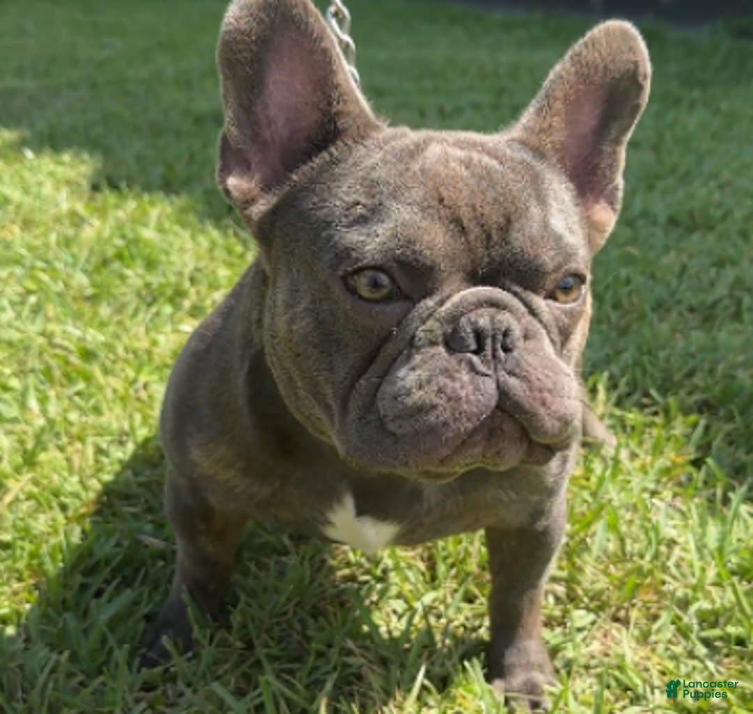 French Bulldog dogs for sale: Lilac Blue Male - Ad 7