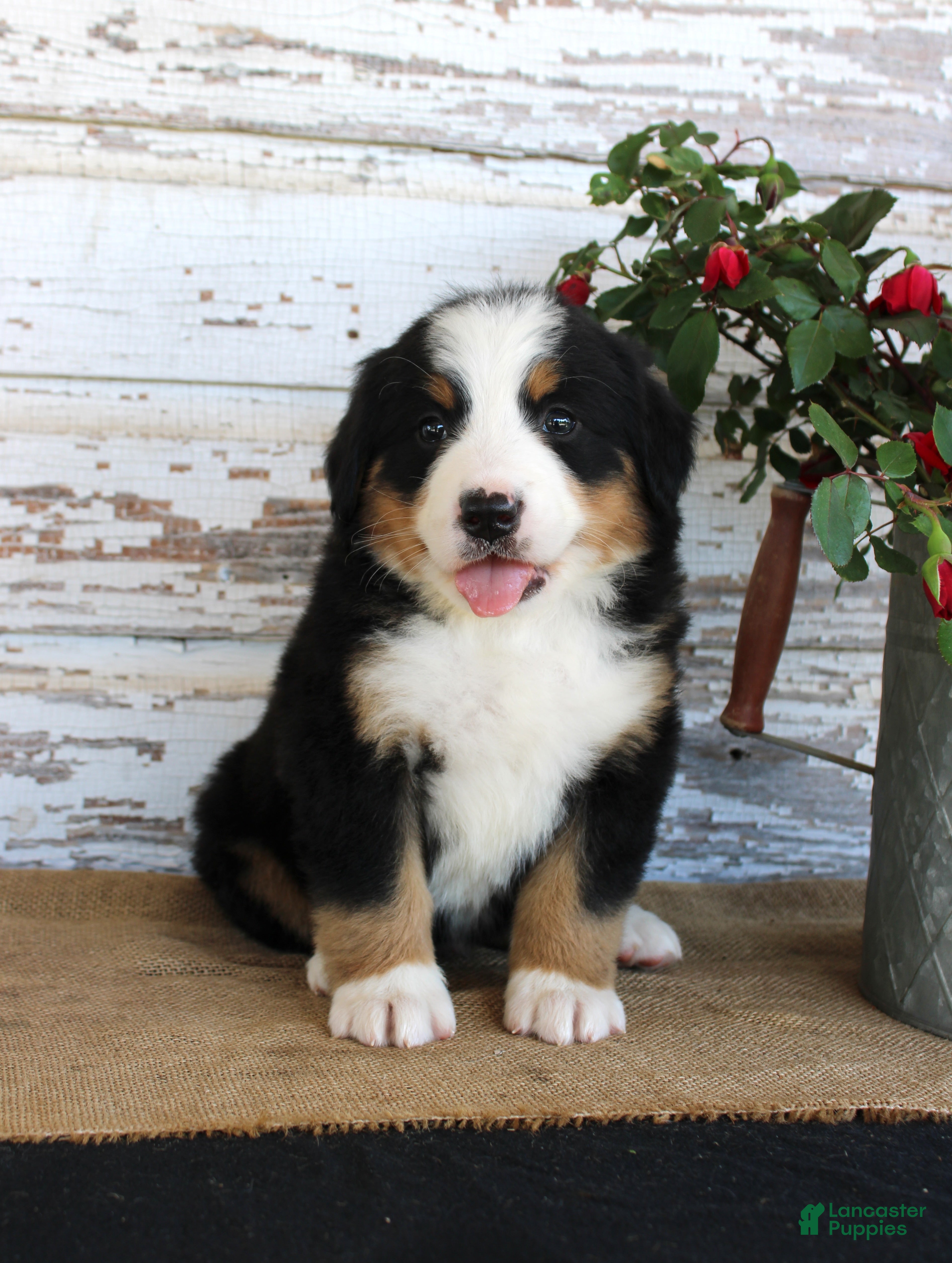 Bernese Mountain Dog dogs Major - Ad 16