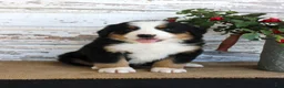 Bernese Mountain Dog dogs for sale: Major - Ad 4