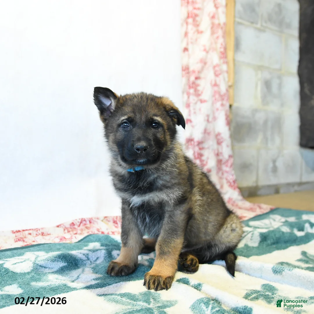German Shepherd dogs for sale: Herman - Ad 3