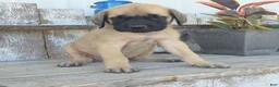 English Mastiff dogs for sale: Benjo - Ad 5