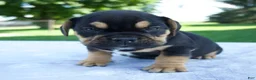 Beabull dogs for sale: Hank - Ad 5