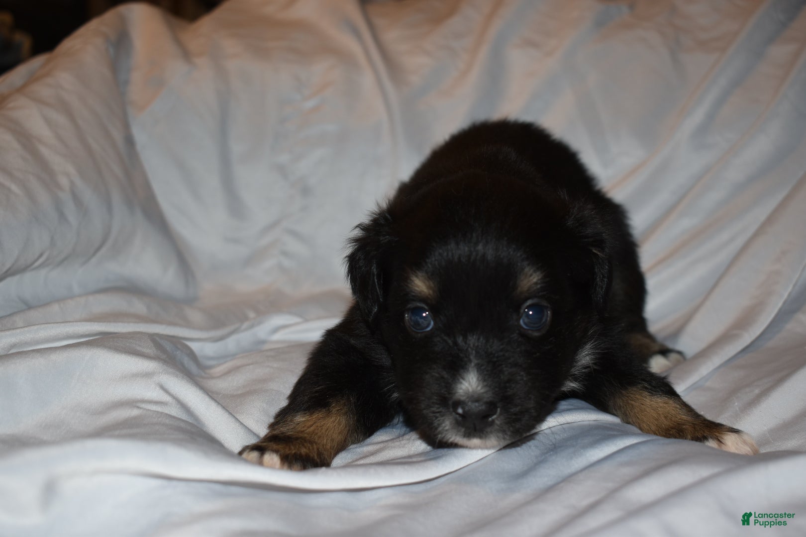 Miniature Australian Shepherd dogs Male #4 - Azriel - Ad 15